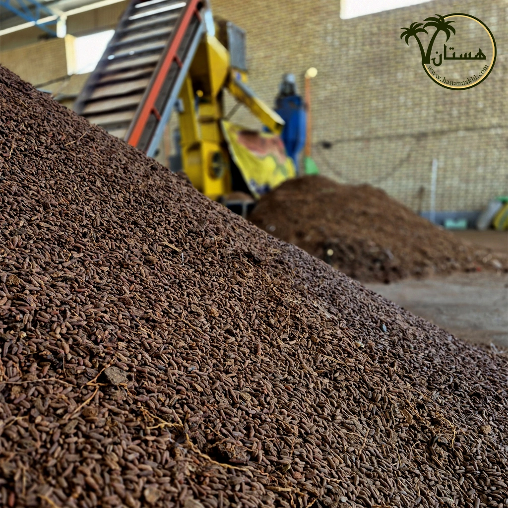 هسته خرما فرآوری شده 